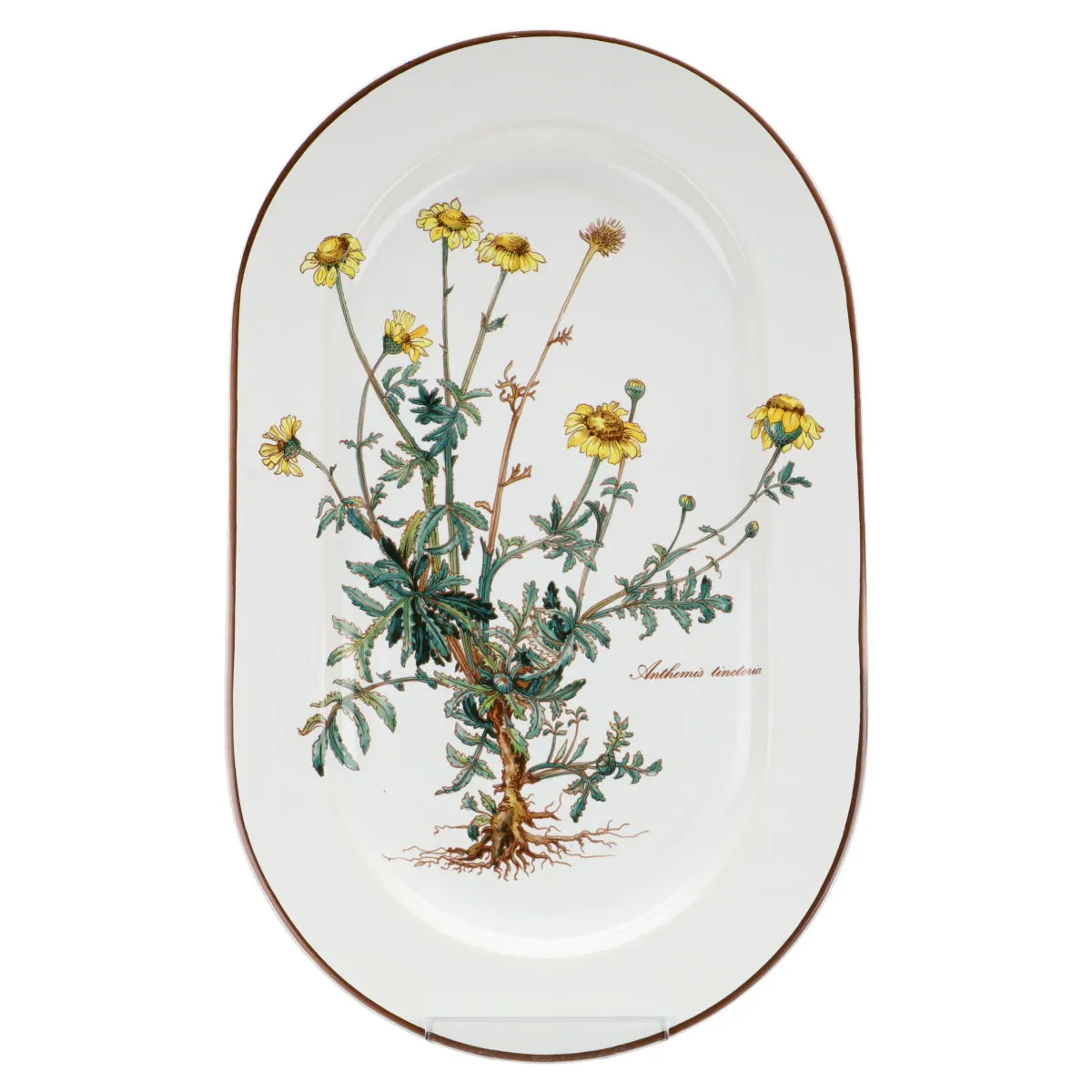 Fleischplatte klein Anthemis tinctoria mit Wurzel - Villeroy & Boch Botanica